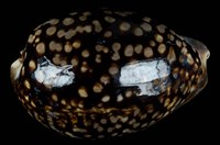 藏品(龜甲寶螺)的圖片